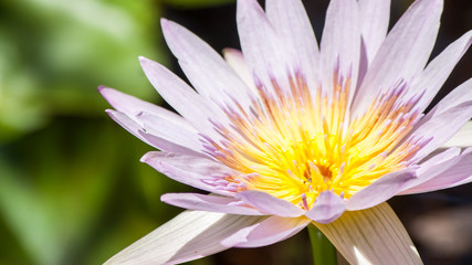 closeup lotus flower