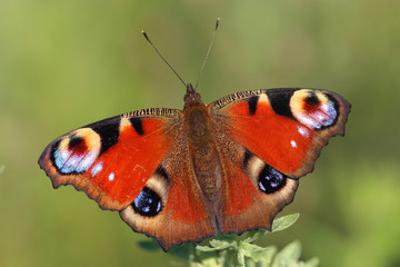 Butterfly - European Peacock (Inachis io) sitting on  grass