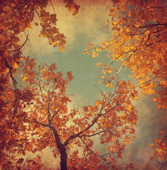 Autumn leaves of oak on the sky background.  Photo in retro style. Added paper texture. Toned image..