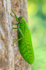 grasshopper macro on tree