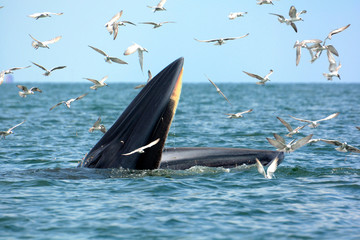 Fototapeta premium Brydes Whale hunting shrimps