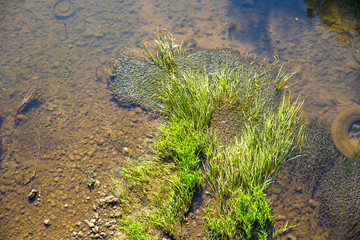 Plants floating in a muddy River