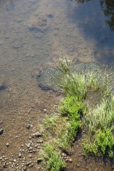 Plants floating in a muddy River