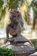 Affe beim fressen