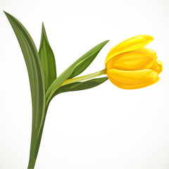 Yellow tulip on white background