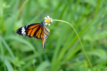 Butterfly and wind flower in Nature