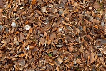 Colorful background of autumn leaves