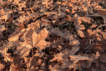 Fallen leaves
