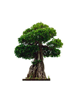 The bonsai tree isolated on white background.