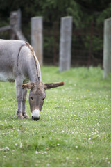 Donkey Eating Grass
