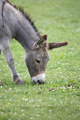 Donkey Eating Grass