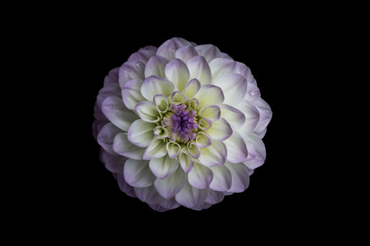 Flower, isolated black background, dahlia,, white, yellow,  lilac, purple, dark purple,