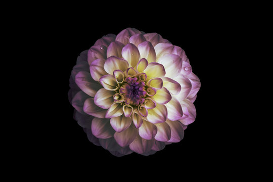 Flower, isolated black background, dahlia, white, yellow, pink, lilac, purple
