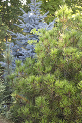 Pinus bun. Rowe Arboretum