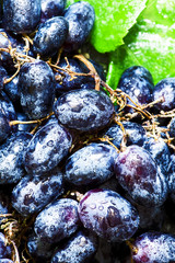 Blue grapes with green leaves  on a dark background, toned image