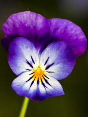 Viola tricolor
