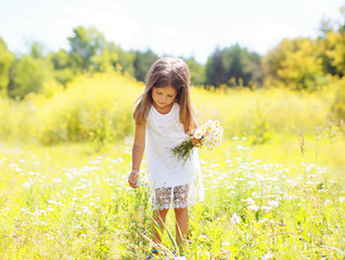 Little girl child on meadow picking chamomiles flowers in sunny