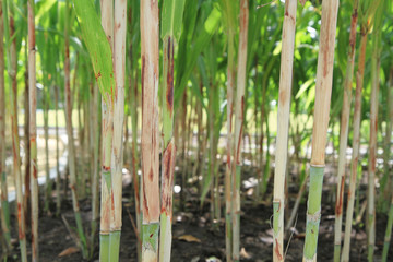 Obraz premium Corn field