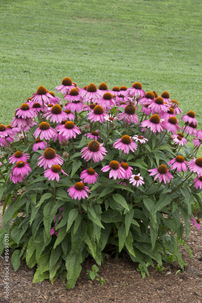 Wall mural Echinacea - PowWow - Wild Berry