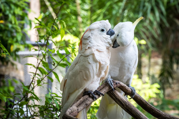 White cockatoo in the park. White parrot on a small branch.