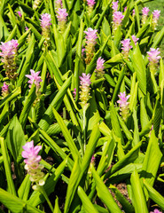 Fototapeta premium Flower in garden