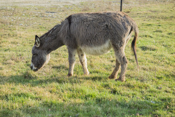 donkey in the farm