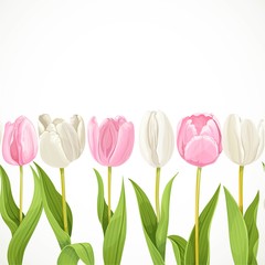  Vector pink and white flowers tulips seamless background