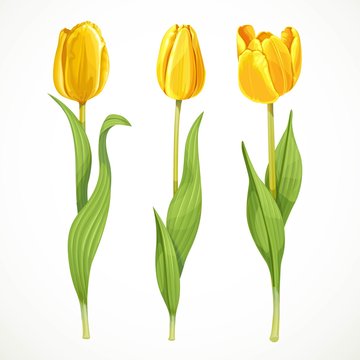 Three vector yellow flowers tulips isolated on a white backgroun