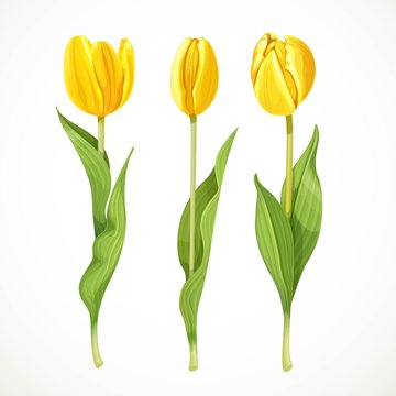 Three vector yellow tulips isolated on a white background