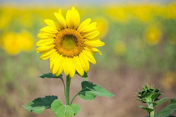 Fresh sunflower natural blooming.