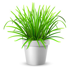green grass in white flowerpot