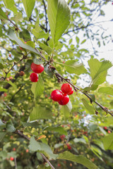 cherries on tree