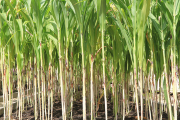 Obraz premium Corn field