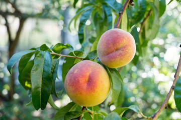 Two sweet peach fruits ripen on a peach tree branch. Summertime. Shot with Panasonic DMC-G6 and Lumix G 20/F1,7 II lens.