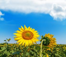 sunflower on field and blue sky with clouds over it