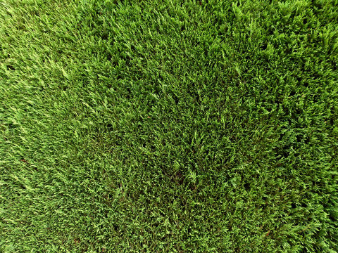 Green grass wall