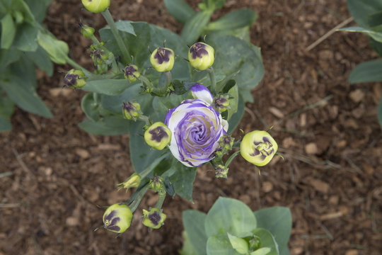 Fototapeta Eustoma - Rosita 2 - Blue Picotee