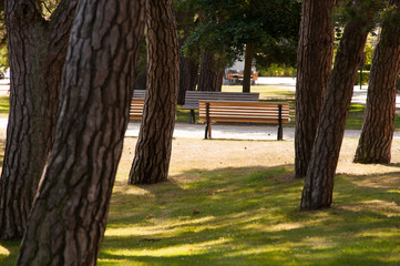 Parbank zwischen Bäumen