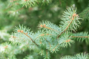 branch of coniferous tree