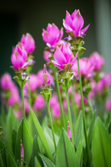 Siam tulip flowers in the garden.