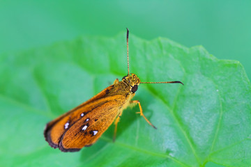 Butterfly on a green leave in nature.