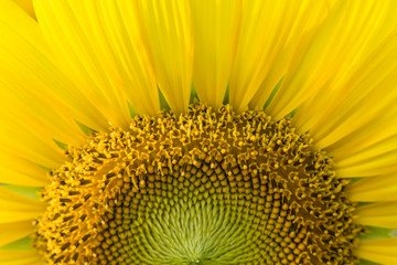Sunflower natural background.