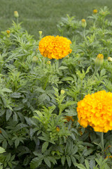 Marigold - Oriental Deep Gold