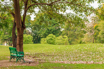 Empty chairs under the trees in the park.