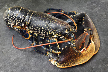  fresh european lobster homarus gammarus of atlantic coast on slate stone