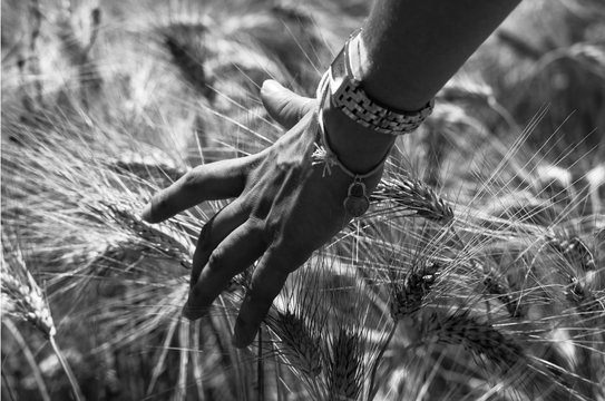 Dettaglio di mano in un campo di grano