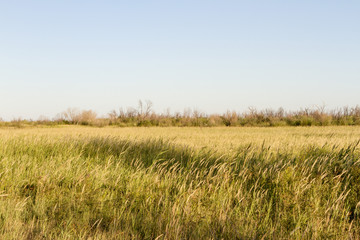 steppe summer