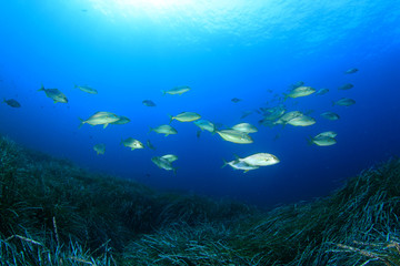 Fototapeta na wymiar Tuna fish