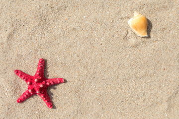 Fototapeta na wymiar Starfish and sea shells with sand as background