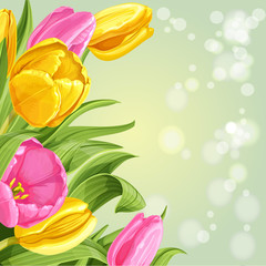Shining green background of pink and yellow tulips